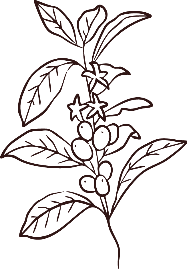 Introduction to Coffee