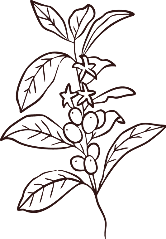 Introduction to Coffee